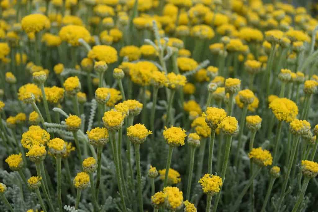 Santolina chamaecyparissus <span class="hidden specialOffer"></span> 15-20 cm